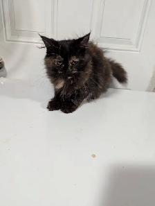 European Maine Coons and Lykoi kittens - Photo 6