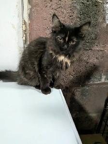 European Maine Coons and Lykoi kittens - Photo 7
