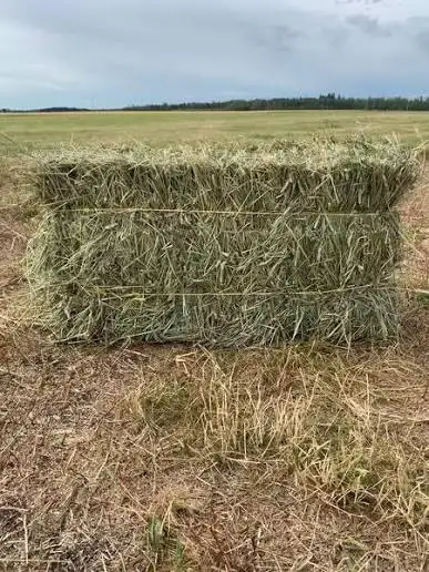 Square Grass & Hay Bales for sale 2026