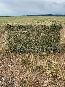 Square Grass & Hay Bales for sale 2026