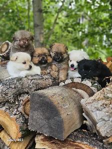 Pomeranian Puppies for Sale