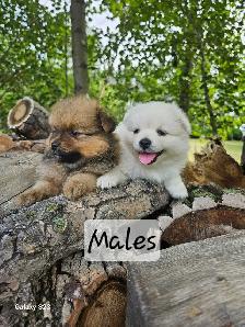 Pomeranian Puppies for Sale - Photo 2