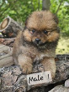 Pomeranian Puppies for Sale - Photo 3