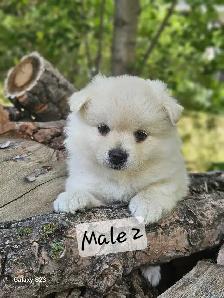Pomeranian Puppies for Sale - Photo 4