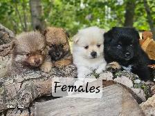 Pomeranian Puppies for Sale - Photo 5
