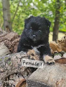 Pomeranian Puppies for Sale - Photo 6