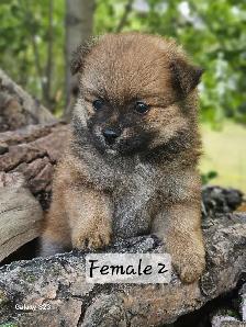 Pomeranian Puppies for Sale - Photo 7