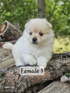Pomeranian Puppies for Sale - Photo 8