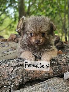 Pomeranian Puppies for Sale - Photo 9