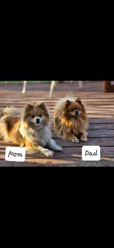 Pomeranian Puppies for Sale - Photo 10