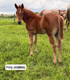 2026 FOALS