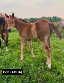 2026 FOALS - Photo 2