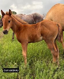 2026 FOALS - Photo 3