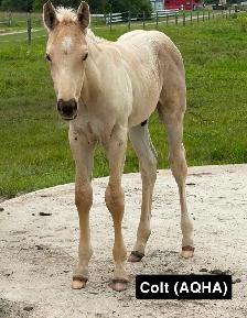 2026 FOALS - Photo 4