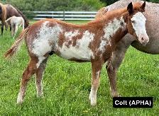 2026 FOALS - Photo 5