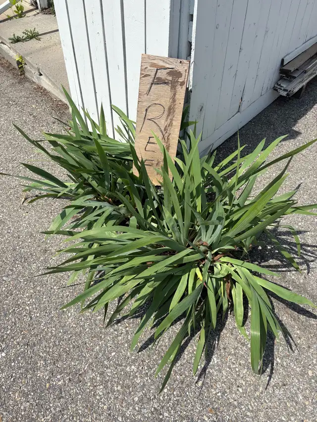 Iris Plant purple flower Perennial