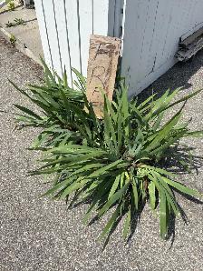 Iris Plant purple flower Perennial