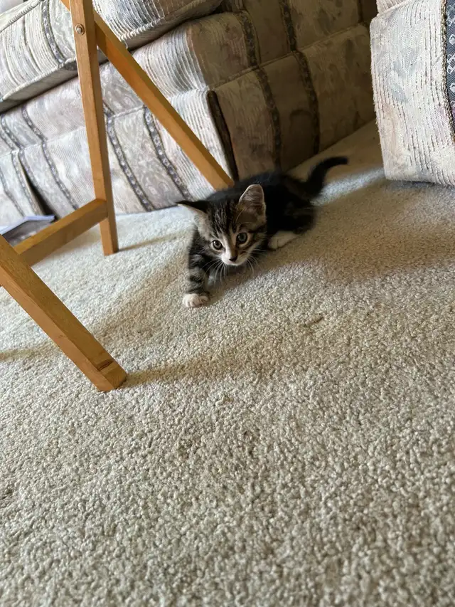 2 gorgeous kittens.