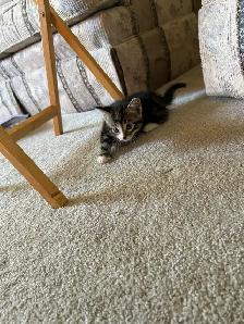 2 gorgeous kittens.