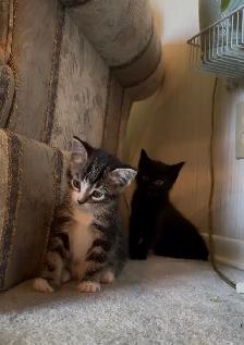 2 gorgeous kittens. - Photo 2