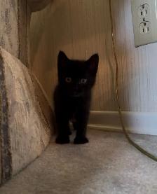 2 gorgeous kittens. - Photo 3