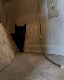 2 gorgeous kittens. - Photo 4
