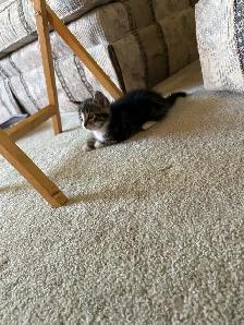 2 gorgeous kittens. - Photo 5