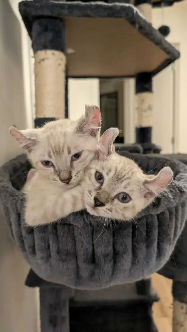 Bengal x Highland-lynx