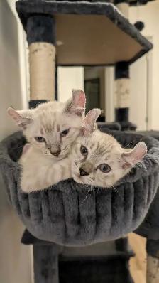 Bengal x Highland-lynx