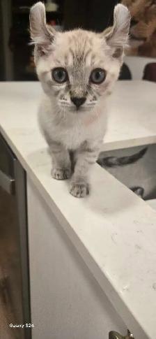 Bengal x Highland-lynx - Photo 2