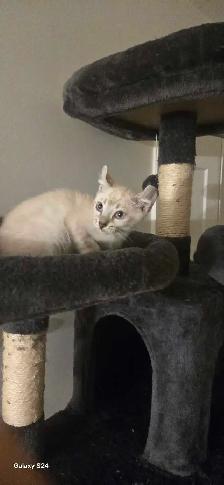 Bengal x Highland-lynx - Photo 3