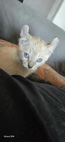 Bengal x Highland-lynx - Photo 4