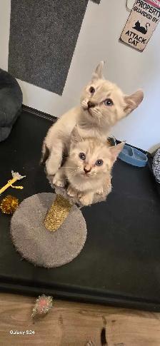 Bengal x Highland-lynx - Photo 5