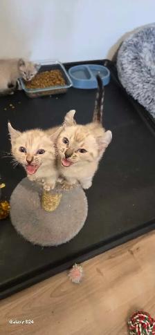 Bengal x Highland-lynx - Photo 6
