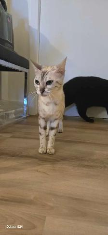 Bengal x Highland-lynx - Photo 7