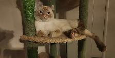 Bengal x Highland-lynx - Photo 8
