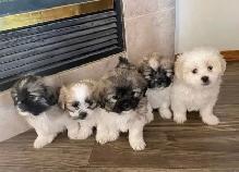 Adorable Shihtzu Puppies YYC