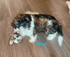 Adorable Shihtzu Puppies YYC - Photo 2