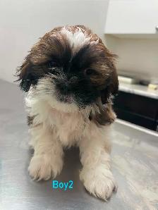 Adorable Shihtzu Puppies YYC - Photo 3