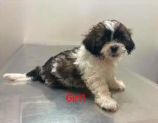 Adorable Shihtzu Puppies YYC - Photo 4