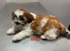 Adorable Shihtzu Puppies YYC - Photo 5