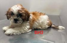 Adorable Shihtzu Puppies YYC - Photo 6