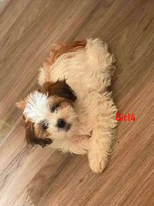 Adorable Shihtzu Puppies YYC - Photo 7