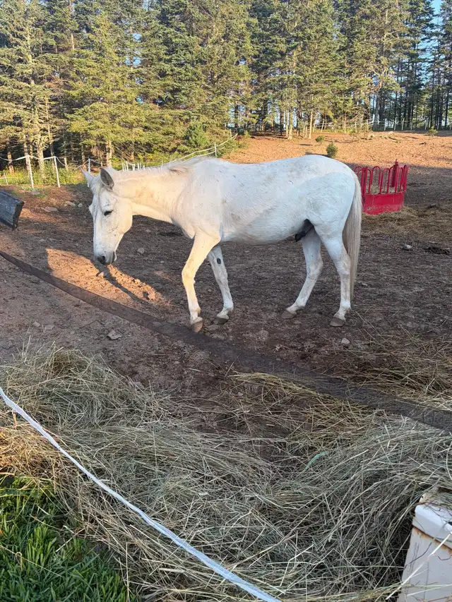 Mule (appy x donkey)
