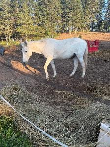 Mule (appy x donkey)