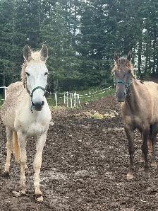 Mule (appy x donkey) - Photo 3