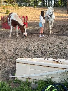 Mule (appy x donkey) - Photo 4