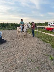 Mule (appy x donkey) - Photo 5
