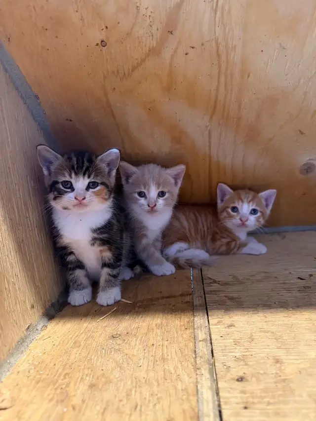 Barn Kittens