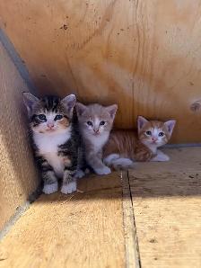 Barn Kittens